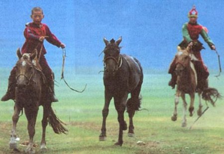 Фото пони монгольской породы