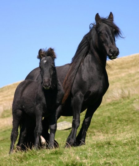 Фото пони породы фелл вороной масти