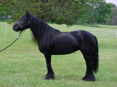 Фото пони породы фелл вороной масти