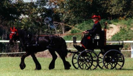 Фото пони породы фелл вороной масти