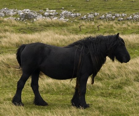 Фото пони породы фелл вороной масти