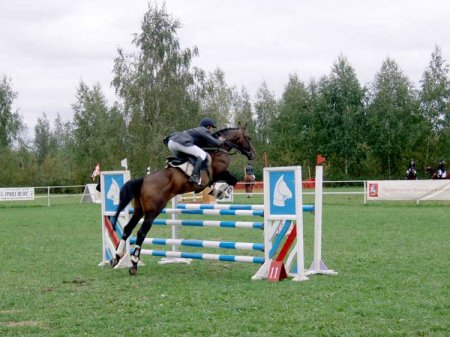Фото лошади, прыгающей через препятствие