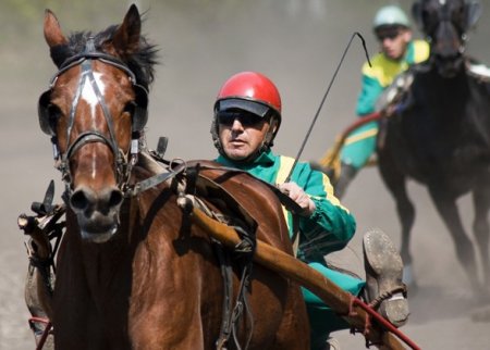 Фото лошадей, участвующих в бегах