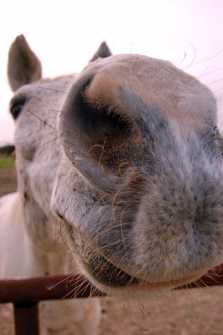 Фото лошади светло-серой масти