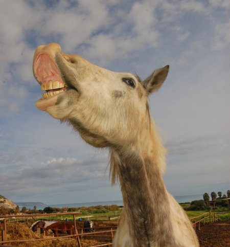 Фото лошади светло-серой масти