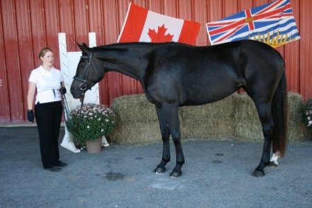 Фото ринской упряжной лошади (ринеландера) вороной масти
