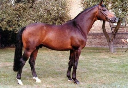 Ринская упряжная порода лошадей (ринеландер): фото, описание, история происхождения