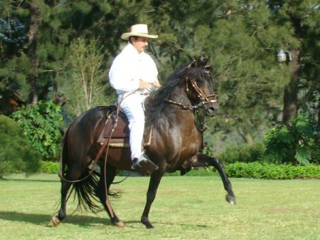Фото лошади породы перуанский пасо темно-гнедой масти