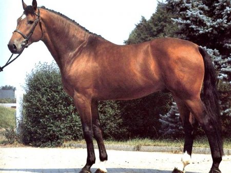 Фото креольской лошади гнедой масти