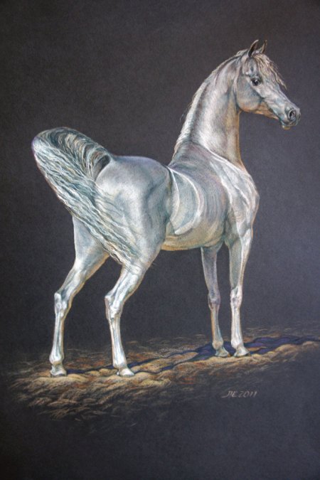 Рисунок арабского жеребца по кличке Сметанка