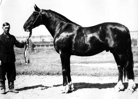 Фото лошади по кличке Квадрат