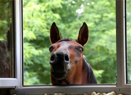 Фото лошади гнедой масти