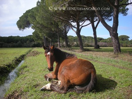 Фото лошади породы мареммано гнедой масти