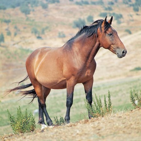 Лошади породы Мареммано