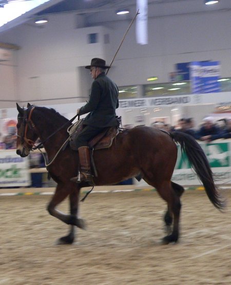 Фото лошади породы мареммано гнедой масти