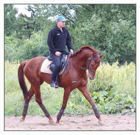 Фото лошади буденновской породы рыжей масти