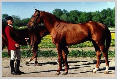 Фото лошади буденновской породы рыжей масти