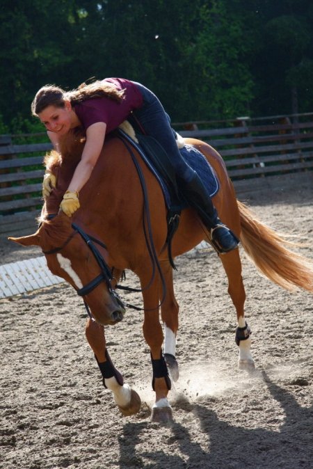 Фото лошади буденновской породы рыжей масти