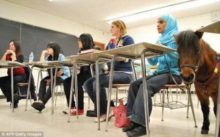 Студентка и пони-поводырь на занятиях в университете