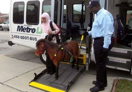 Рауми и пони Кали выходят из автобуса