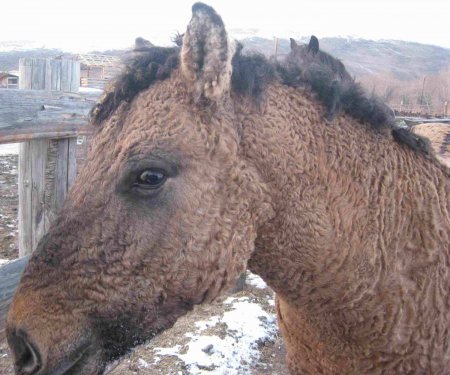 Кучерявая Забайкальская порода лошадей: фото, описание, история происхождения