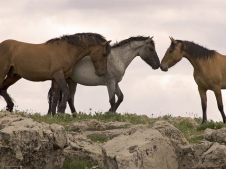 Фото мустангов на фоне скалистой местности