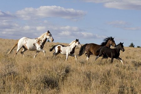 Фото скачущих мустангов