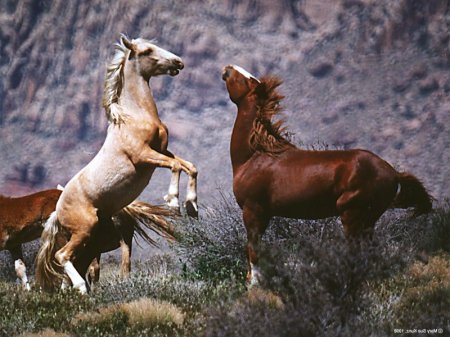 Фото двух мустангов