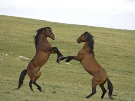 Фото двух гнедых мустангов на дыбах