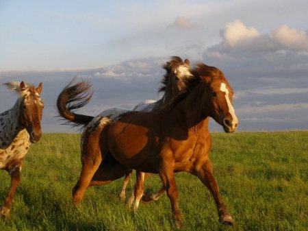 Фото скачущих по полю мустангов