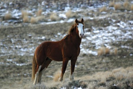 Фото мустанга рыжей масти