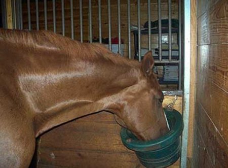 Фото лошади, рыжей масти