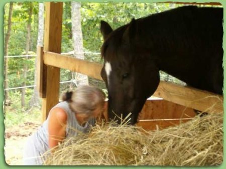Фото лошади вороной масти