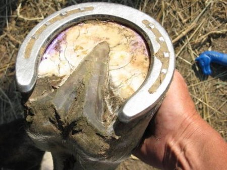 Фото копыта лошади с подковой