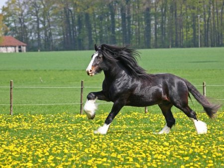 Шайрская тяжелоупряжная порода лошадей (Шайр): фото, описание, история происхождения