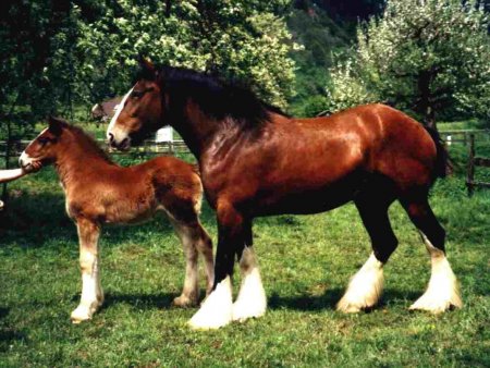 Фото кобылы с жеребёнком шайрской породы гнедой масти