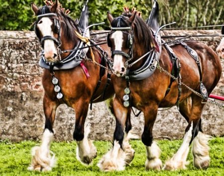 Лошади породы клейдесдаль (шотландский тяжеловоз): фото, описание, историяпроисхождения » Сайт о лошадях KoHuKu.ru
