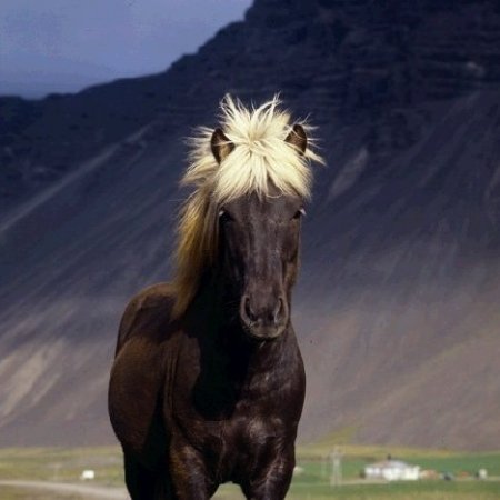 Серебристая масть лошадей: фото, описание