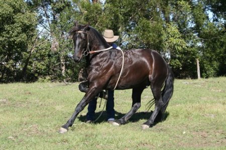 Фото лошади австралийской пастушьей породы караковой  масти