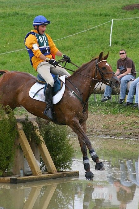 Фото лошади австралийской пастушьей породы рыжей масти