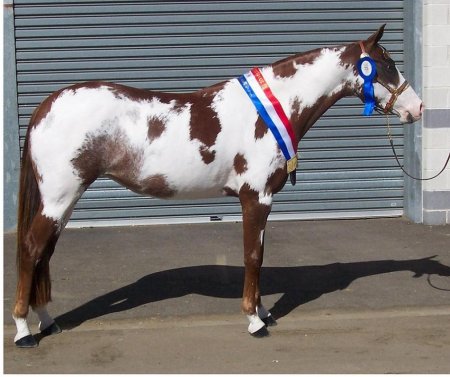 Фото лошади австралийской пастушьей породы рыже-пегой масти