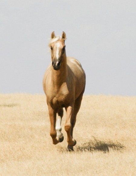 Фото лошади австралийской пастушьей породы соловой масти