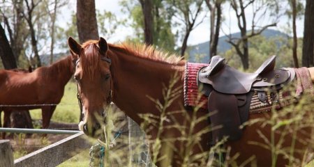 Фото лошади австралийской пастушьей породы рыжей масти