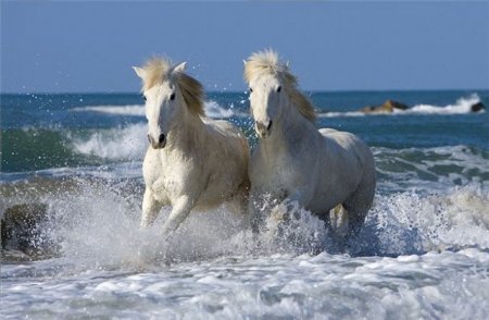 Фото лошадей в воде