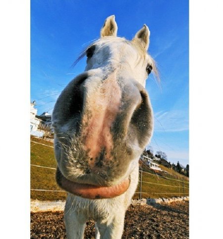 Фото олшади серой масти