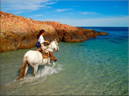 Фото лошади серой масти