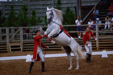 Фото лошади серой масти