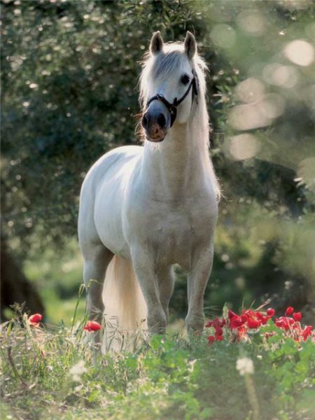 Фото лошади андалузской породы серой масти