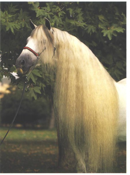 Фото лошади андалузской породы серой масти