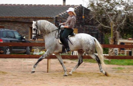 Фото лошади андалузской породы серой масти